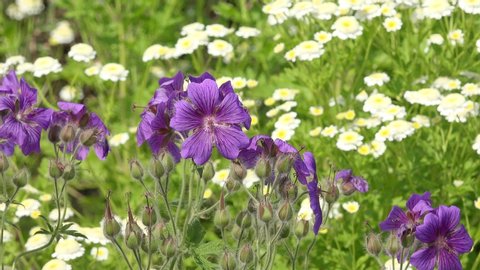 Purple Cranesbill  and Flower Feverfew in the garden
