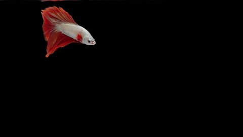 Super slow motion of Siamese fighting fish (Betta splendens), well known name is Plakat Thai, Betta is a species in the gourami family, which is a popular fish in the aquarium trade