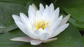 Footage of white water lily flower. HD video of Nymphaea blooming in the pond surrounded by leaves