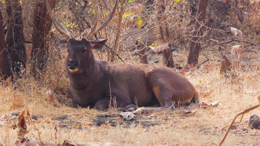 Young Peaceful Sambar Deer With Stock Footage Video 100 Royalty Free 1033100981 Shutterstock