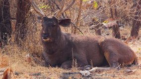 Beautiful Big Sambar deer resting close shot I Sambar animal in forest stock video