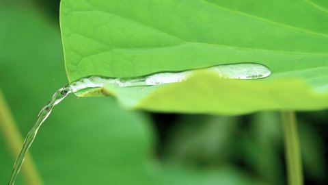 Hydrophobic Stock Video Footage 4k And Hd Video Clips Shutterstock