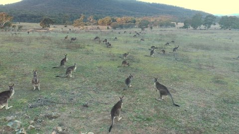 Drone footage capturing large group of Eastern Grey Kangaroos hopping in nearby bush in Canberra, Australia    