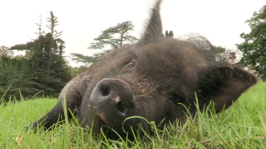 Pig resting on grass