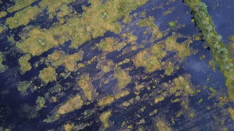 Aerial view of the swamps from the top on a cloudy day in summer