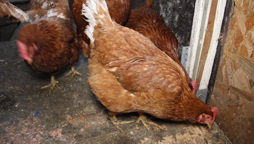 chickens, hens and cock in a small scale family farm.