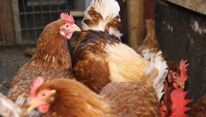 chickens, hens and cock in a small scale family farm.