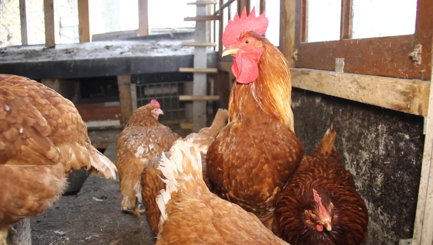 chickens, hens and cock in a small scale family farm.