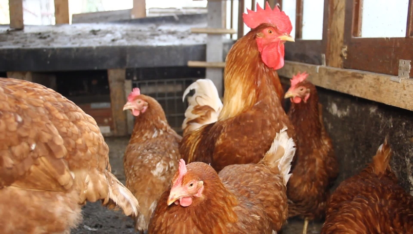 chickens, hens and cock in a small scale family farm.