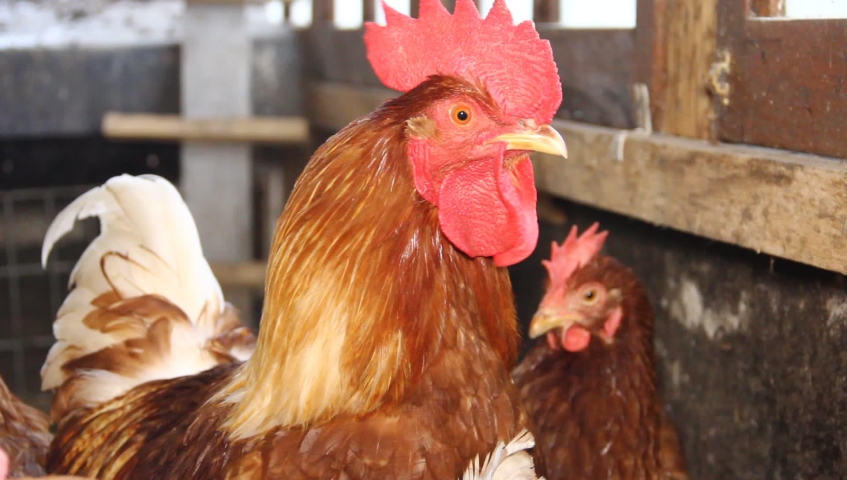 cock head close up in a small scale family farm