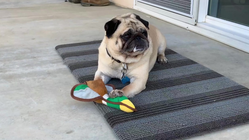 A Pug chewing on a stuffed goose dog toy and loving it. Laying on a mat outside the house.