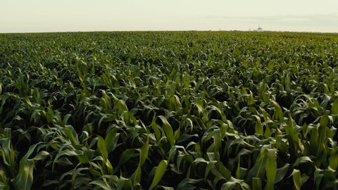 4K Aerial view of plantation green corn field. Corn field top view