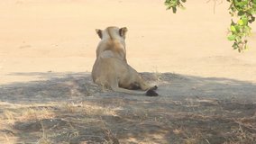 Lioness of Gir forest Gujarat resting under a tree shade stock video I Asiatic lion on india
