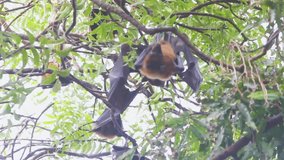 Beautiful big wings of Bat or flying fox hanging on tree upside down in day time I Wings of bat stock video