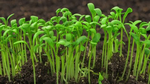 Growing plants in timelapse, sprouts germination newborn cress salad plant in greenhouse agriculture, close up