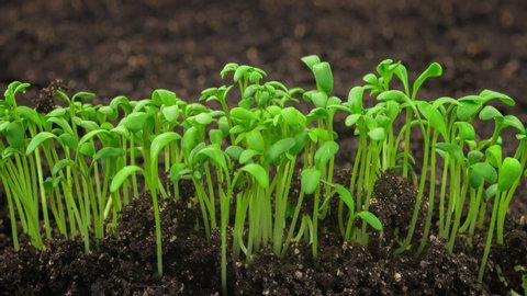 Growing plants in time lapse, sprouts germination newborn cress salad plant in greenhouse agriculture, close up