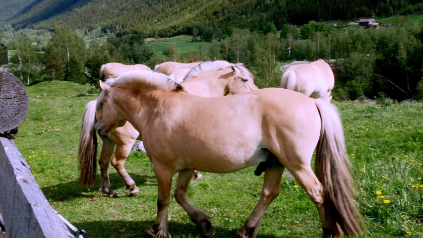 beautiful fjord stallion mare mating ritual Stock Footage Video (100%
