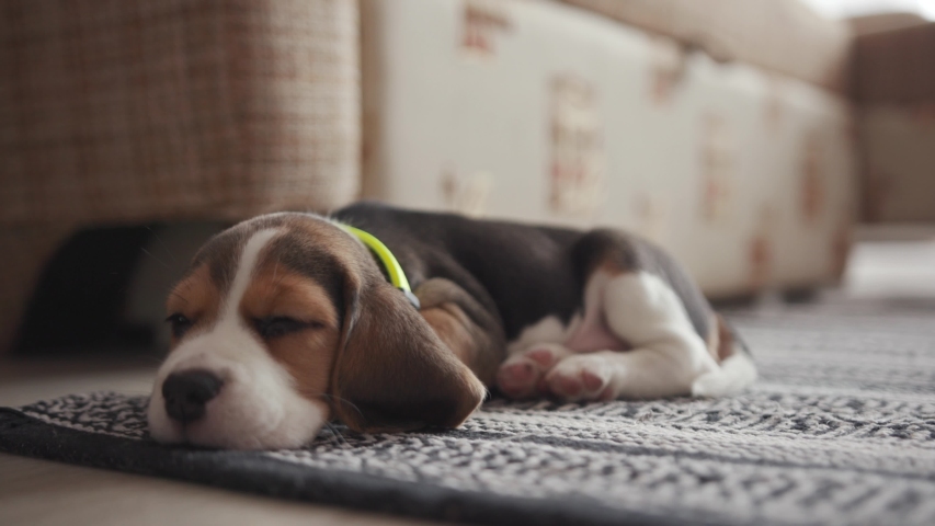 Dog Sleeping on Floor image - Free stock photo - Public Domain photo ...