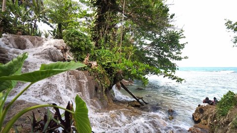 Slow motion walking view of the cascading waterfall at Little Dunn's river with camera obscured by a lush large leaf plant in foreground on tropical island of Jamaica a popular vacation destination.