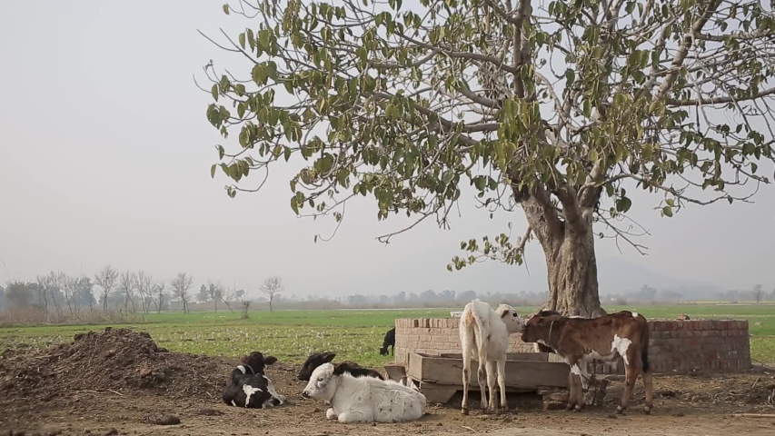 drink cart cow