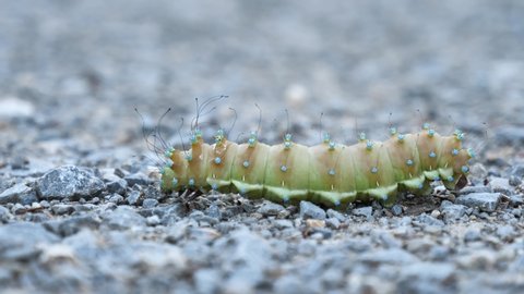 Caterpillar walking on a stone path.