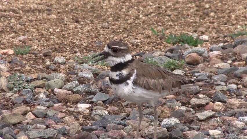 Killdeer