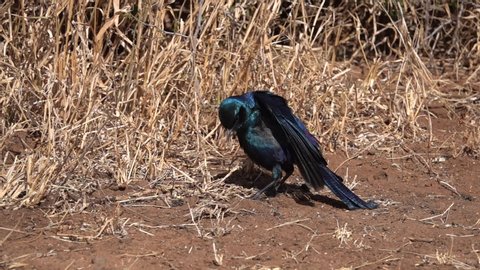 Burchell's Starling preening its feathers in slow motion