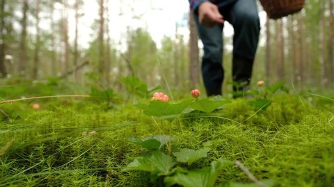 Man collecting cloudberry from bush in the forest swamp.