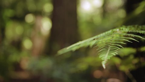 Loopable cinemagraph of a New Zealand Silver Fern in a raindforest.