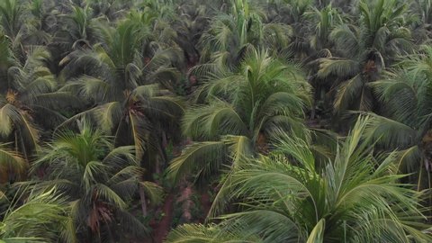 Aerial view of coconut palm trees from drone in rural Indian coconut plantation groove, Kerala. 