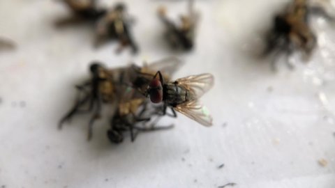 Many flies glued on white paper.