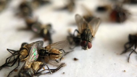 Many flies glued on white paper.