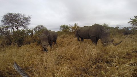 Two southern white rhinos grazing on yellow grass. One rhinoceros approaches gopro and moves it around. Bushes and cloudy sky surround the rhinos in Greater Kruger National Park in South Africa.