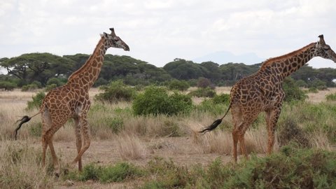 Two giraffes walk and eat together in Amboseli National Park.