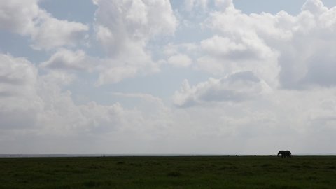 A lone African elephant slowly walks across the savanna.