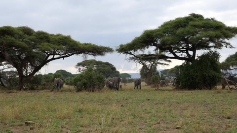 A large herd of elephants walks out of an acacia forest straight towards the camera.