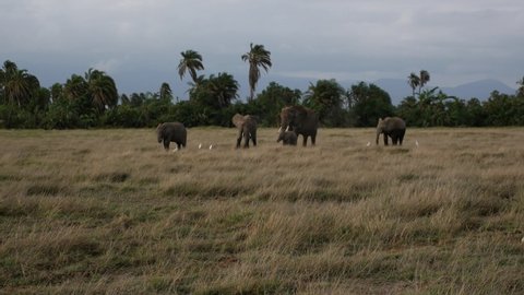A family of elephants graze while a storm brews in Amboseli National Park, Kenya. 4k.