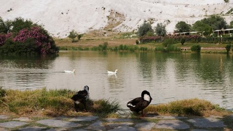 several geese stand on the shore of the lake in Pamukkale and clean feathers