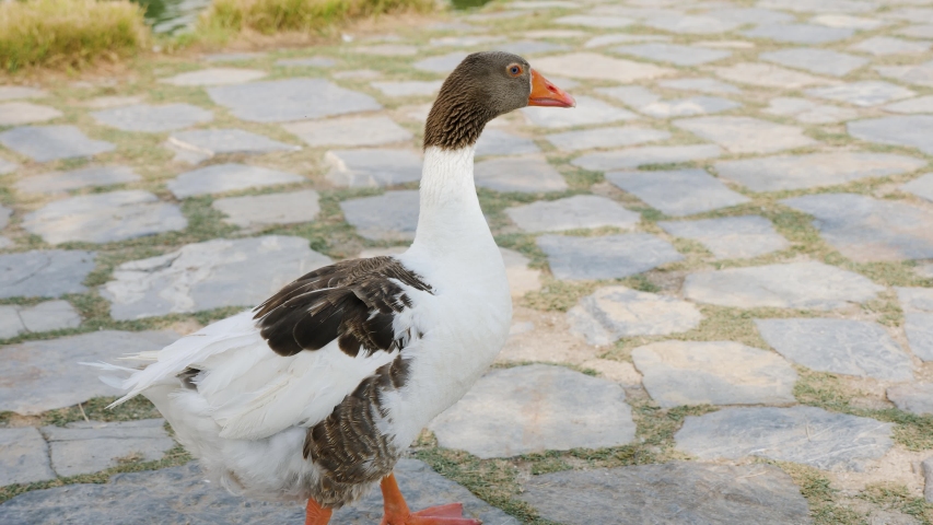 geese walk on the stone pavement by the lake in Pamukkale in summer
