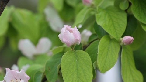 Footage of Beautiful Quince fruit tree leaves and flowers swings on the wind close-up, soft focus. Agriculture concept.