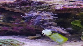 Video of Mediterranean Seahorse in Reef Aquarium Tank - Hippocampus guttulatus