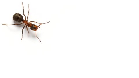 Ants insects walks on white background
