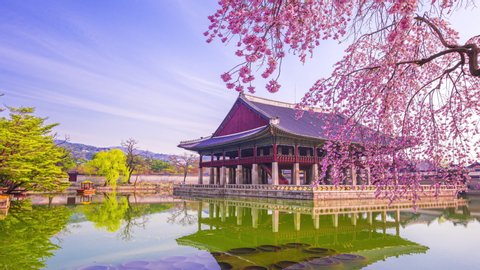 Time lapse of Gyeongbokgung palace and Cherry blossom in spring, Seoul in South Korea.