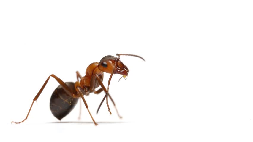  Ant  Insect Preening Itself On Stock Footage Video 100 