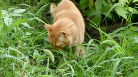 Red cat eating green grass in the garden. Then he leaves the frame. Slow motion. Full HD 1080p 25fps video.