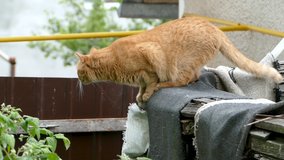 Red cat jumps off the fence down. Slow motion. Full HD 1080p 25fps video.