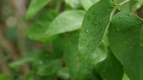 Close Up Slowmotion of Leaves and Start raining Natural Background Footage