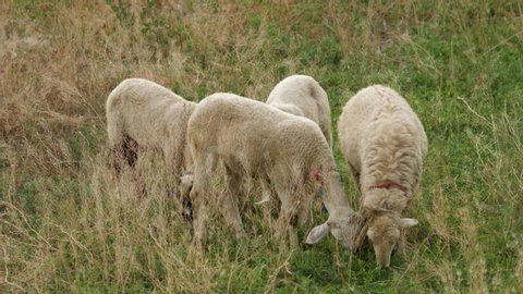 sheep grazing on a green field in summer in Turkey