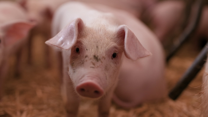 pigs on livestock farm, pigs farm, livestock farm. Modern Agricultural Pigs Farm Royalty-Free Stock Footage #1033206053
