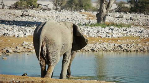 African elephant drinking water. South Africa, Namibia.